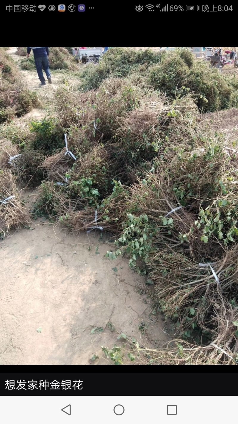 金银花树