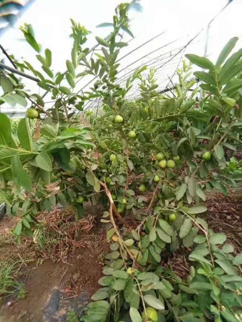 芭乐苗，西瓜珍珠芭乐，品种齐全，带杯全国发货，诚信经营