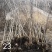 榉树红叶榉树苗2公分8装车红榉榉树苗