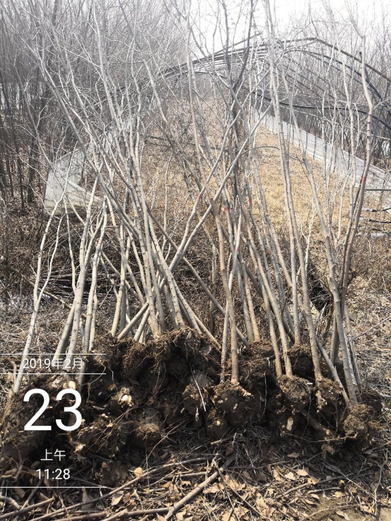 榉树红叶榉树苗2公分8装车红榉榉树苗