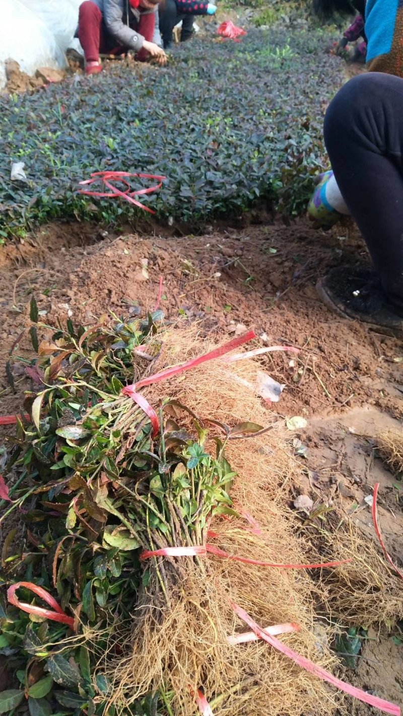 卫矛，扶芳藤