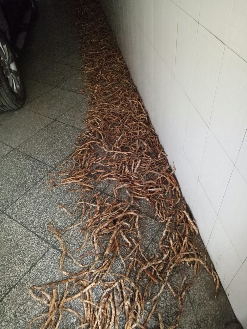 重庆垫江牡丹皮刮丹药用欢迎各位老板提前预定订单