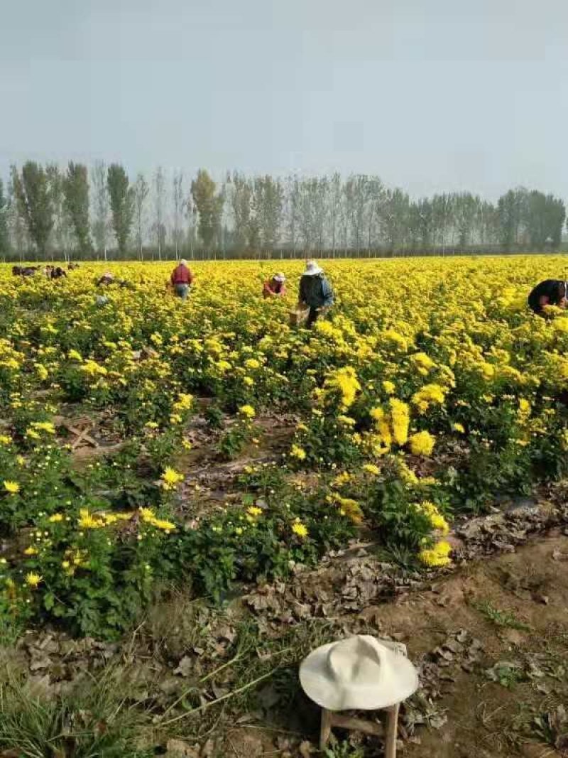 菊花苗金丝黄菊苗婺源黄菊