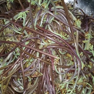 新鲜蕨菜