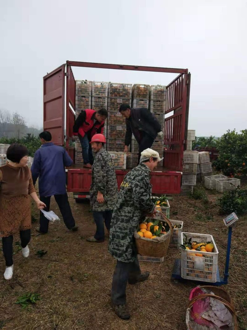 湖北脐橙（热卖中）原产地直发，价格便宜，货源充足视频看货