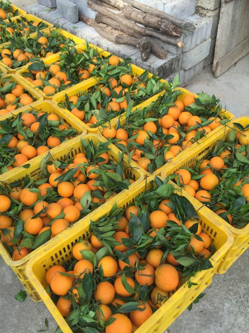 纽荷尔脐橙，原产地直发，价格便宜，货源充足