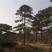 造型油松