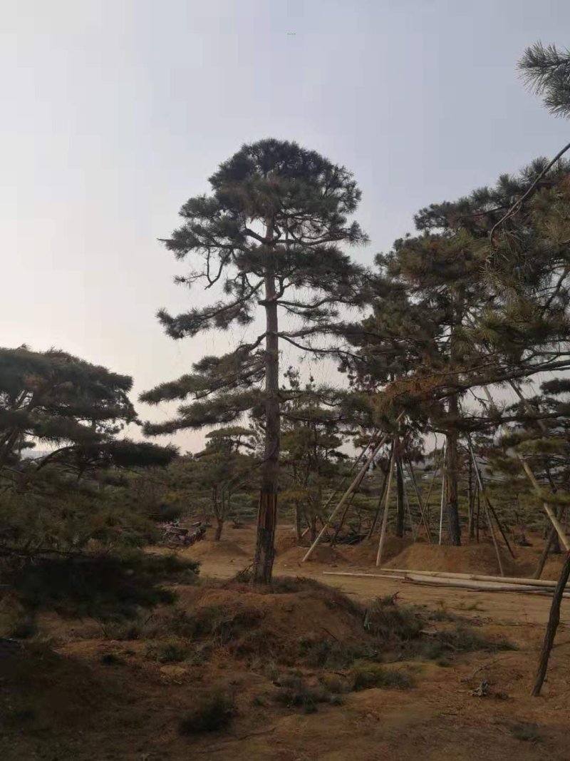 造型油松