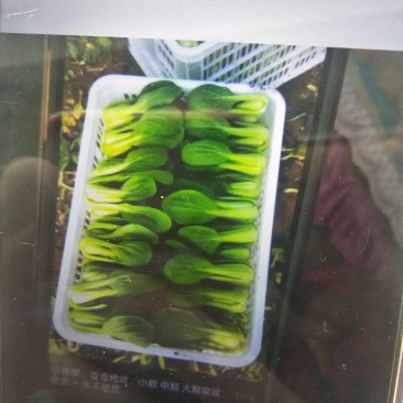 常年供应、油菜、快菜、油麦菜。