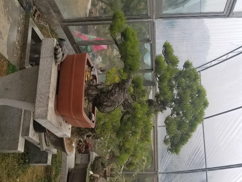 黑松盆景景观松盆景