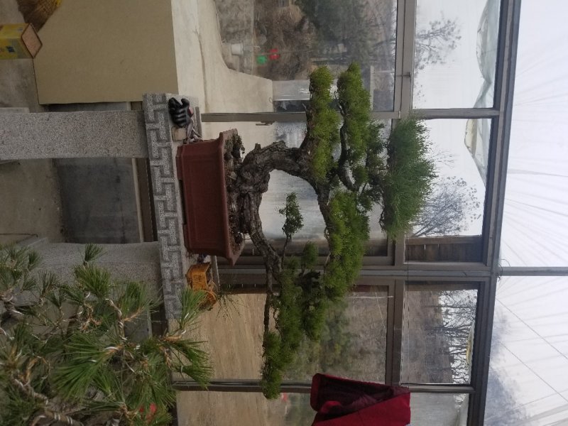 黑松盆景景观松盆景