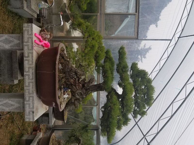 黑松盆景景观松盆景