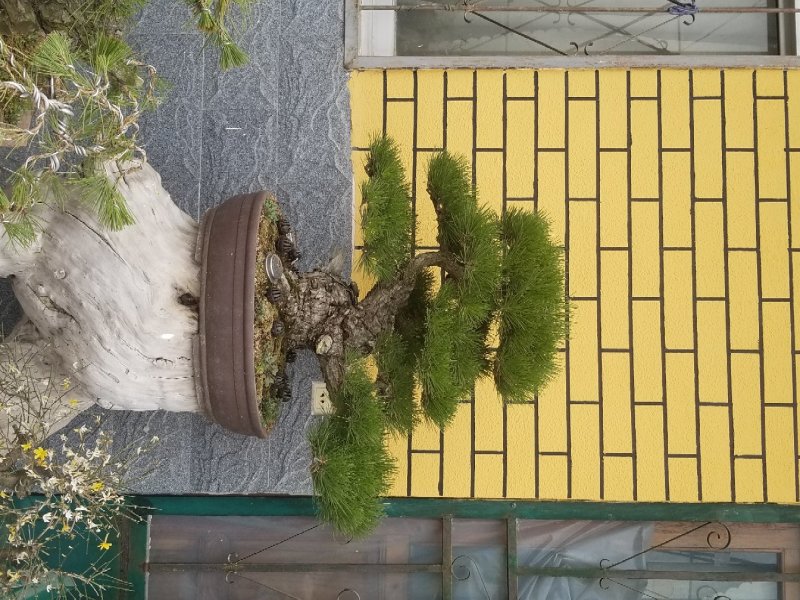 黑松盆景景观松盆景