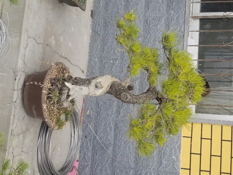 黑松盆景景观松盆景