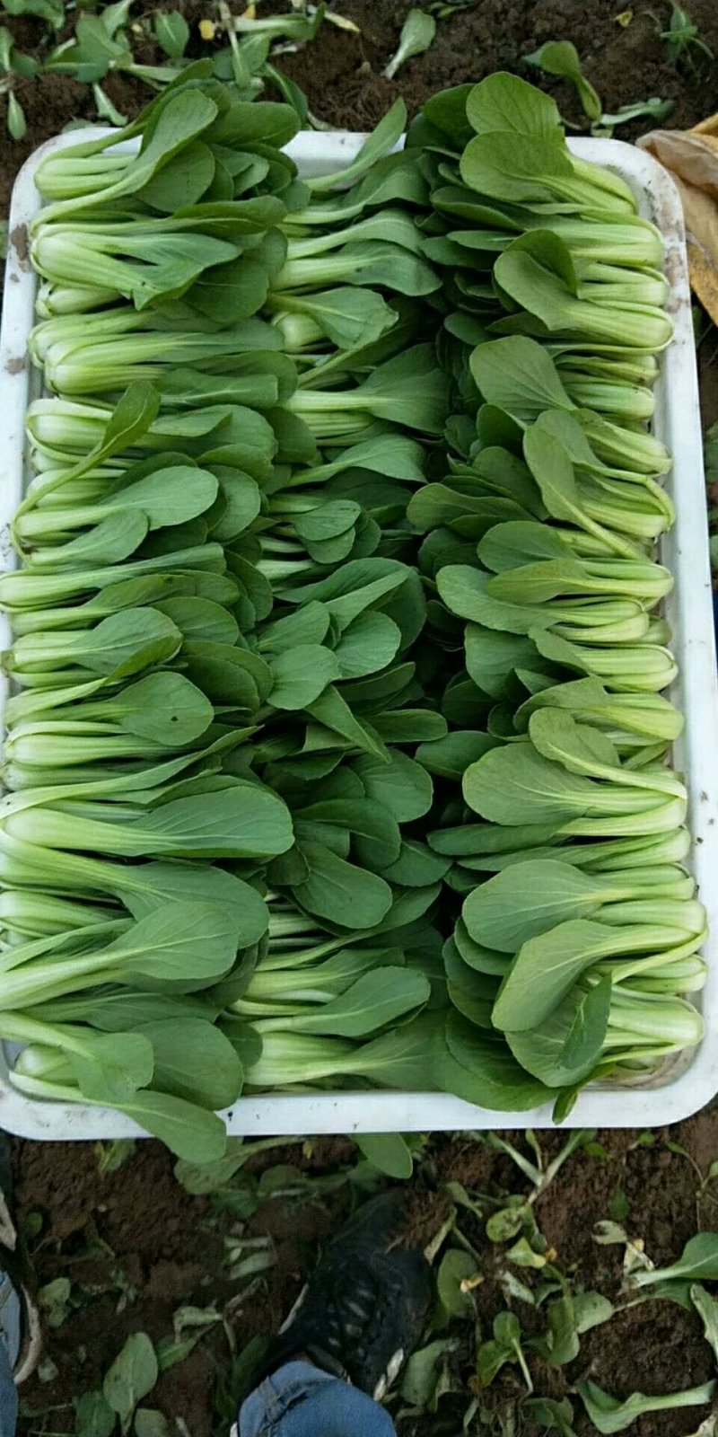 上海青