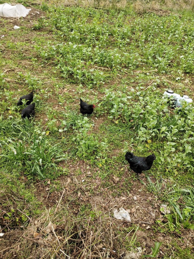 农家散养土鸡蛋新鲜草鸡蛋柴笨鸡蛋富硒土鸡蛋30