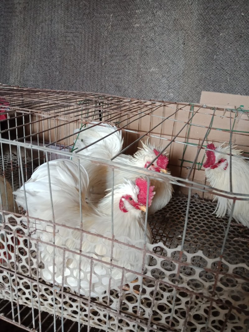 鸽子500~600g