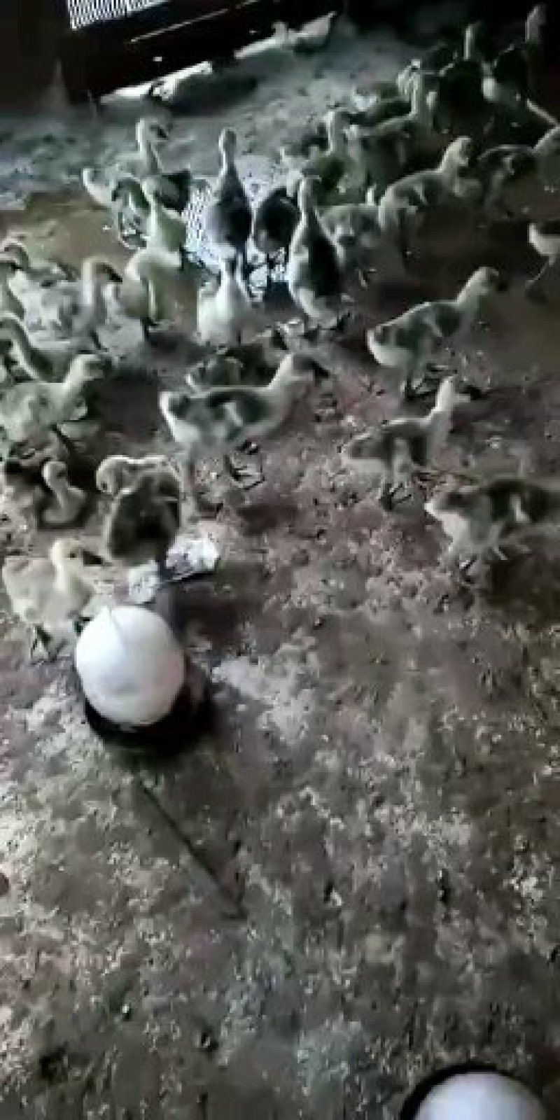 狮头鹅苗