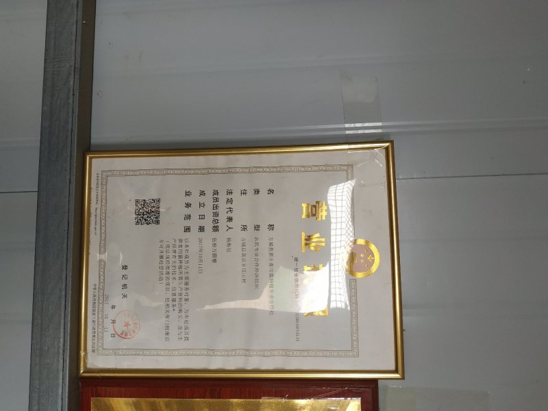 香菇