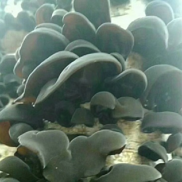 东北秋木耳，也叫鼠耳，肉厚，口感柔软，营养丰富。