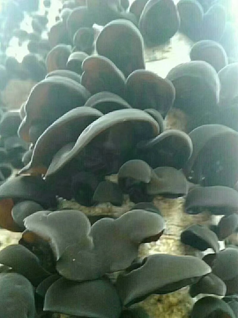 东北秋木耳，也叫鼠耳，肉厚，口感柔软，营养丰富。
