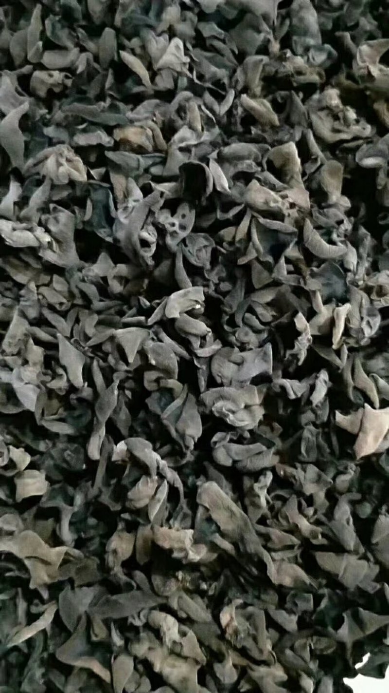 东北秋木耳，也叫鼠耳，肉厚，口感柔软，营养丰富。