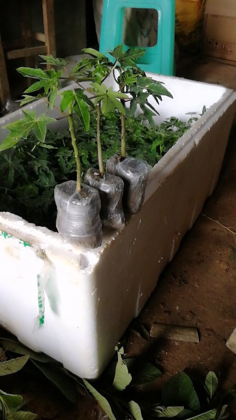 木瓜树苗黄金木瓜苗夏威夷大青大白红菱水果木瓜苗