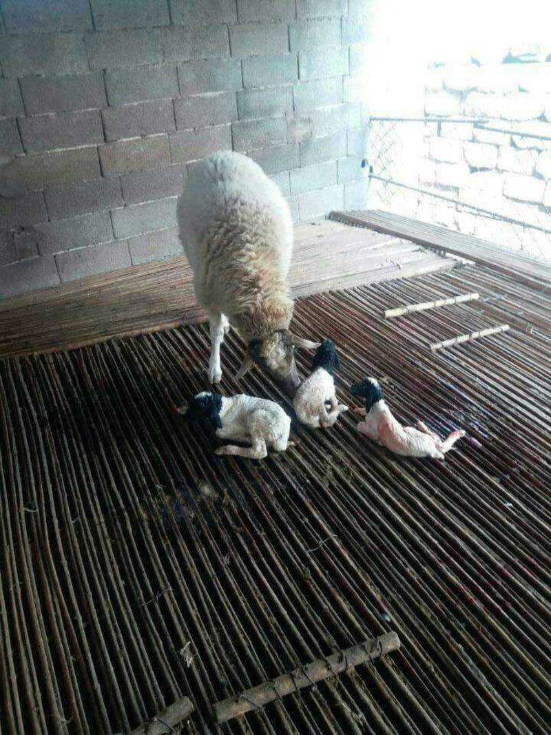 小尾寒羊。羊苗，怀孕大母羊免费运输，货到付款。