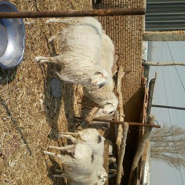 内蒙古赤峰阿鲁科尔沁旗活羊大量上市自产自销活羊
