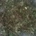 贵州高山野生双叶石橄榄