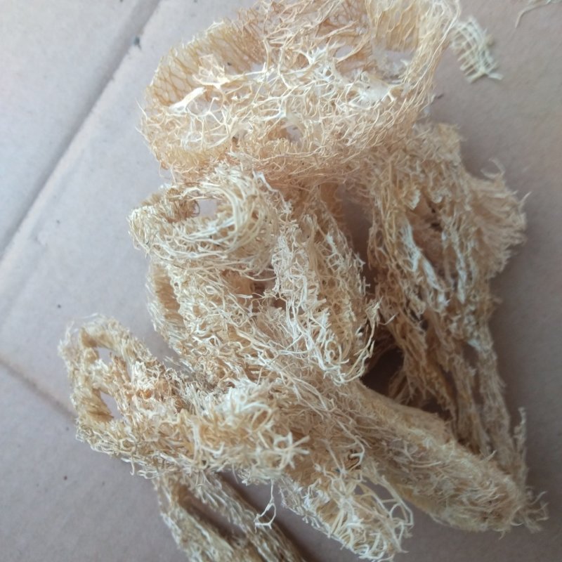 丝瓜络