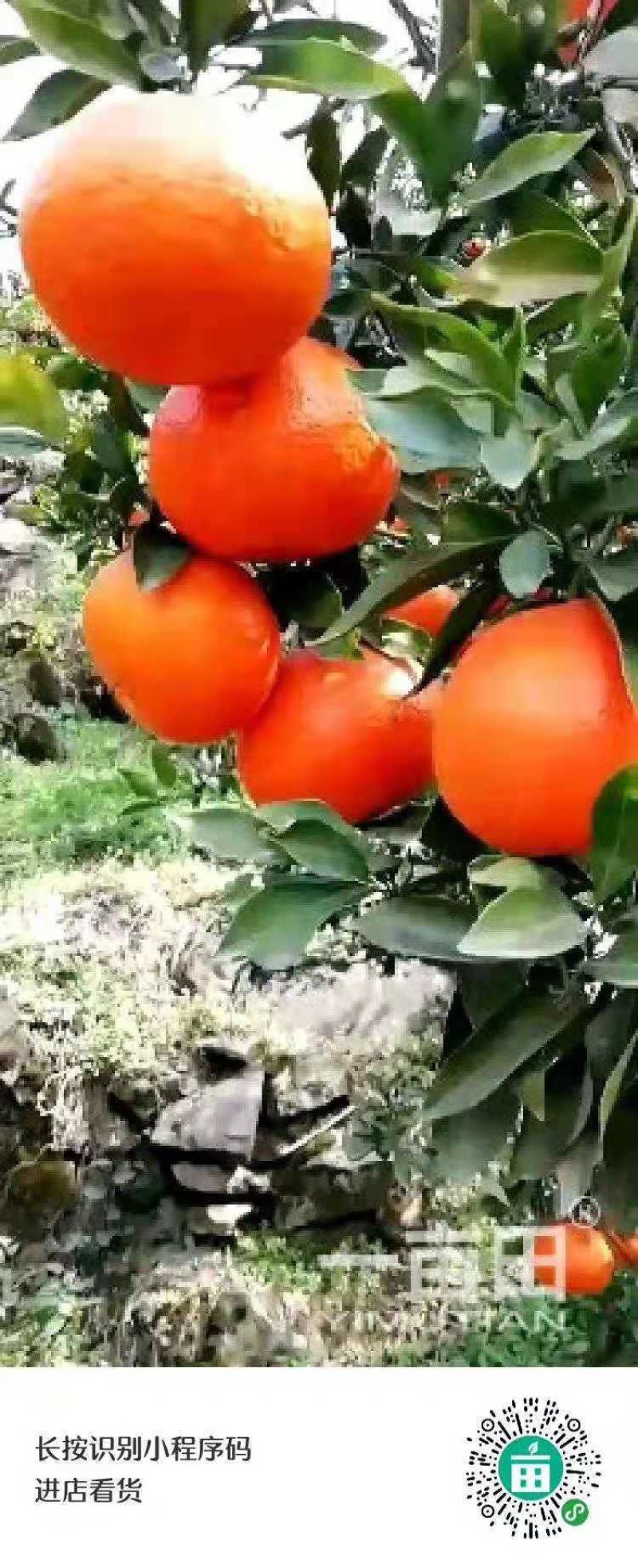默科特口感甜电商社团商超外贸出口，口感甜