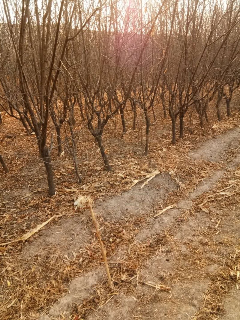 大量供应各种规格的占地桃树苗