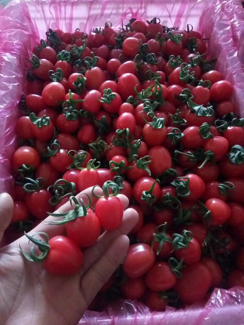 山东寿光产地千喜，贝贝，黄容，串番茄，大量供应