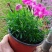 精品欧石竹基地大量现货供应