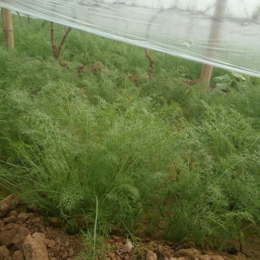 饶阳县优质茴香大量上市中