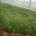饶阳县优质茴香大量上市中