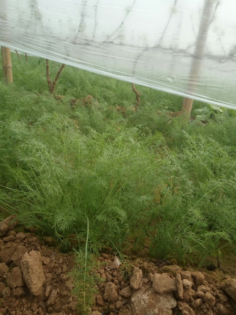 饶阳县优质茴香大量上市中