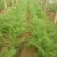 饶阳县优质茴香大量上市中