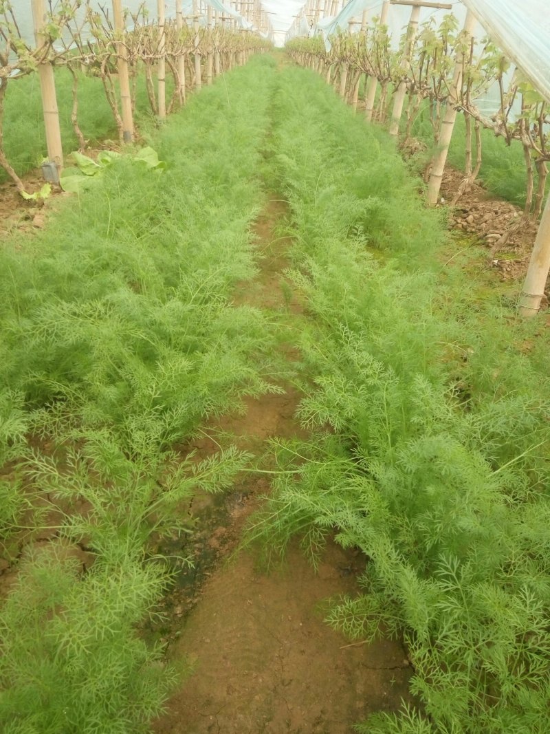 饶阳县优质茴香大量上市中