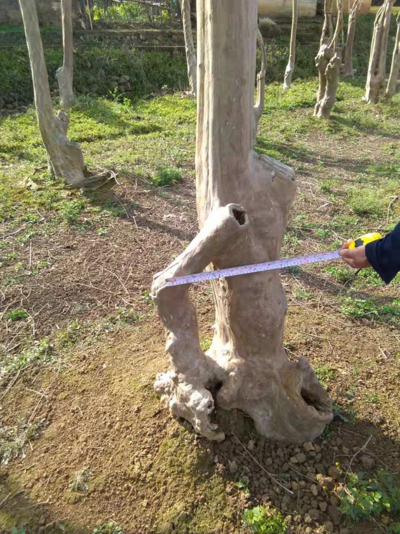 野生玫瑰红紫薇树，产地：广东梅州