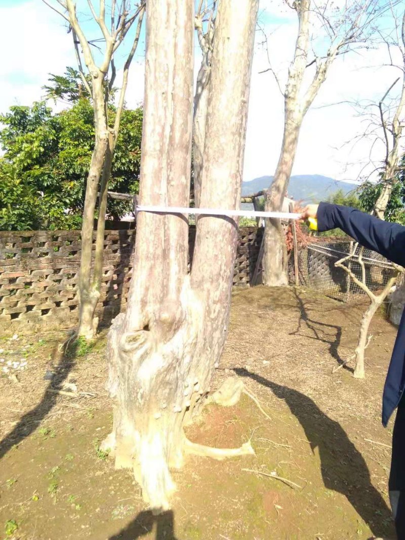 野生玫瑰红紫薇树，产地：广东梅州