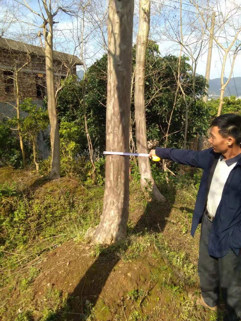 野生玫瑰红紫薇树，产地：广东梅州