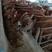 大型牛羊养殖场，出售一批三元杂交牛牛犊，长势快，好饲养，
