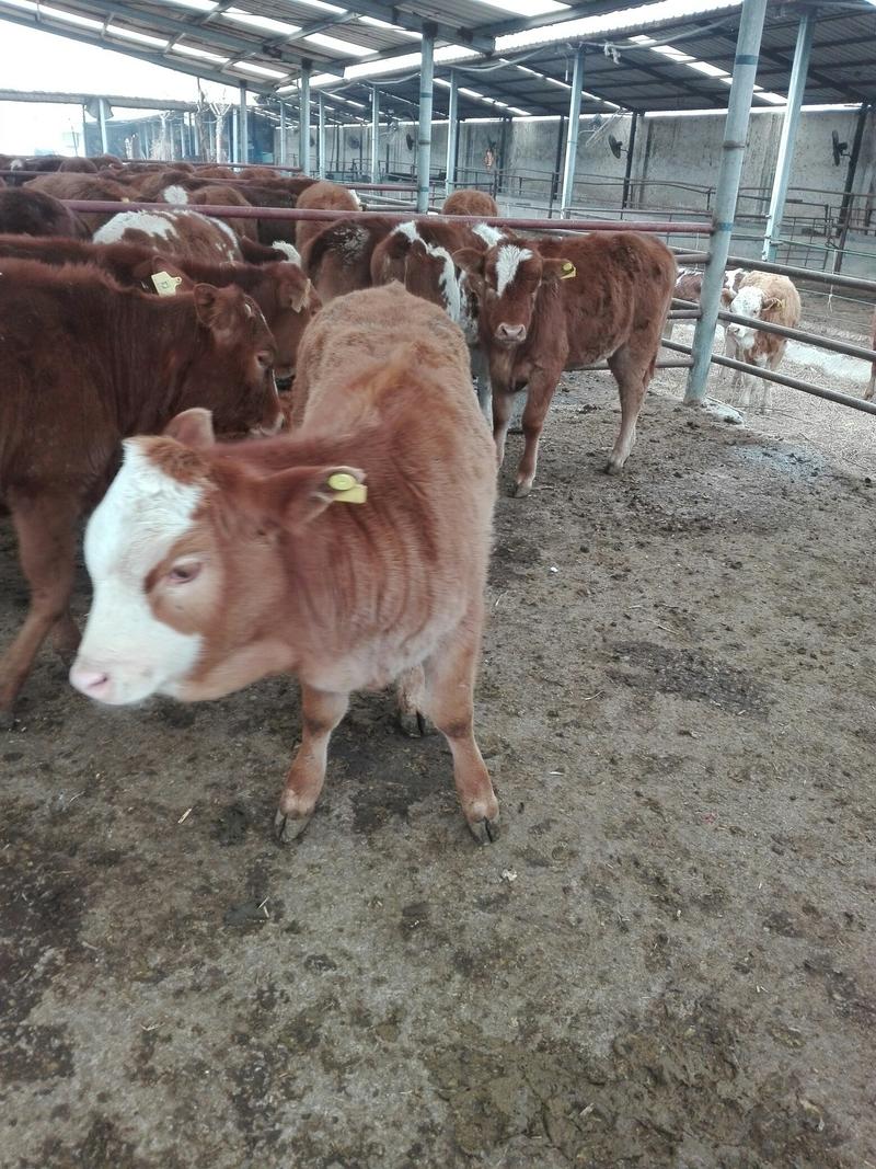 大型牛羊养殖场，出售一批三元杂交牛牛犊，长势快，好饲养，