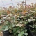 欧洲藤本月季花苗大苗浓香庭院四季开花爬藤高档带花苞花墙盆