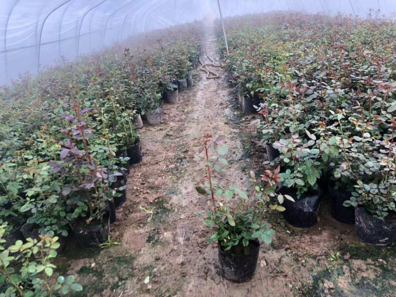欧洲藤本月季花苗大苗浓香庭院四季开花爬藤高档带花苞花墙盆
