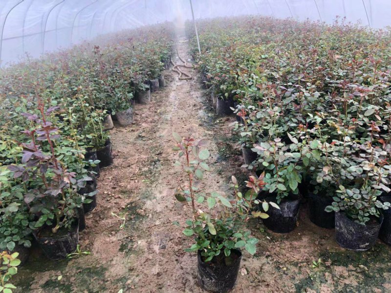 欧洲藤本月季花苗大苗浓香庭院四季开花爬藤高档带花苞花墙盆