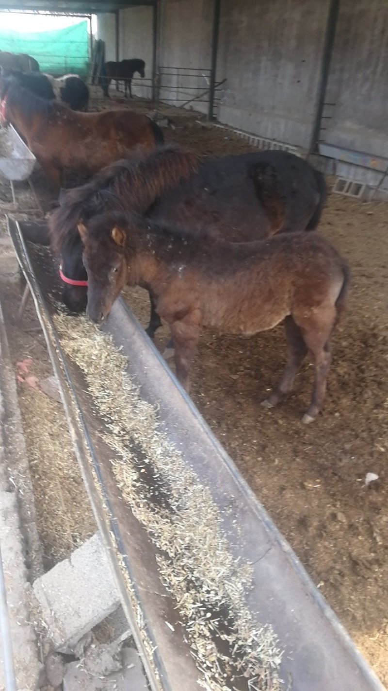 矮马骑乘马一对母女俩