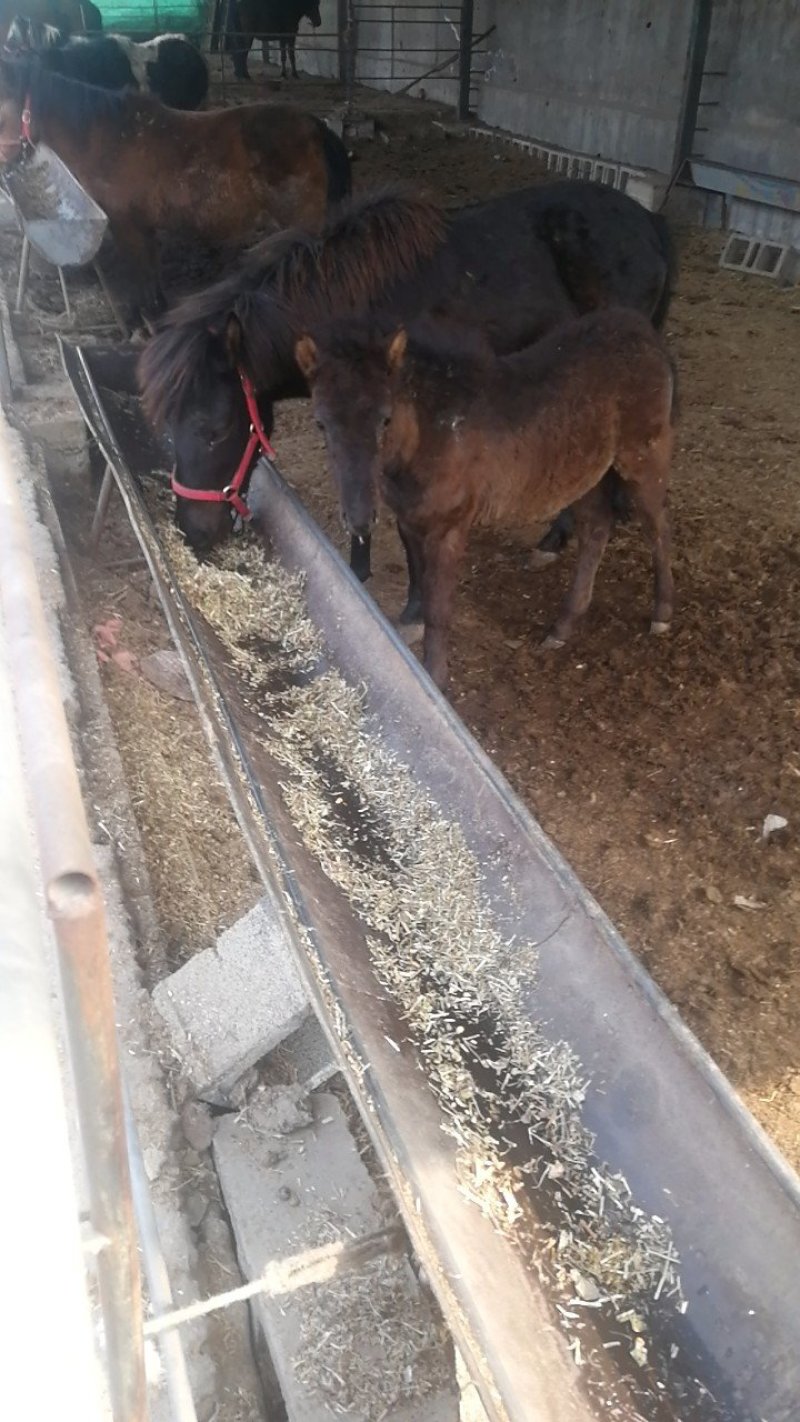矮马骑乘马一对母女俩